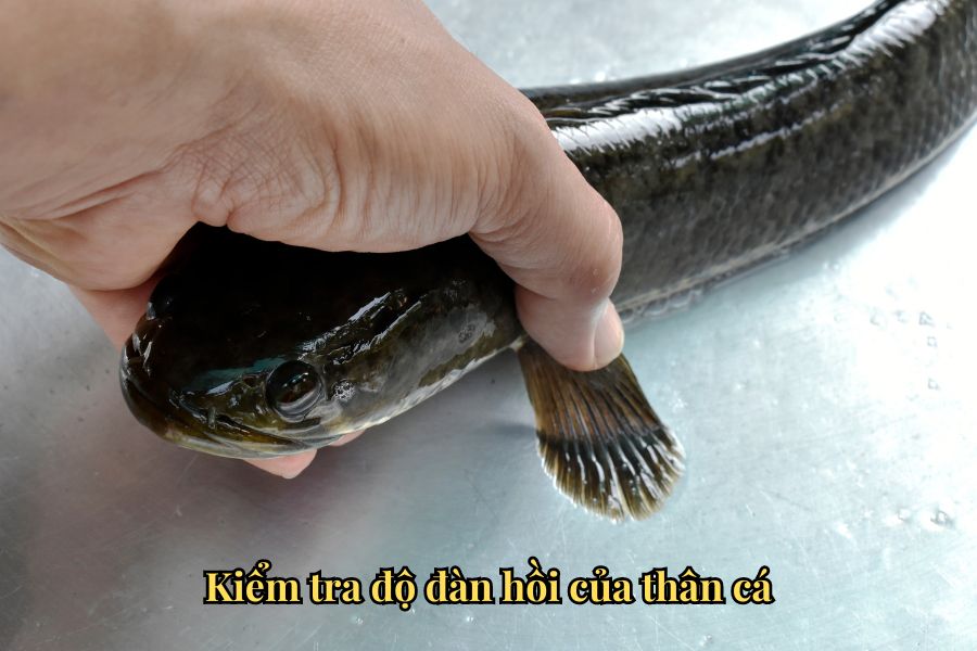 Kiểm tra độ đàn hồi của thân cá